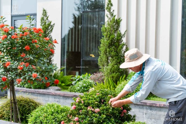 Dịch vụ chăm sóc sân vườn chuyên nghiệp