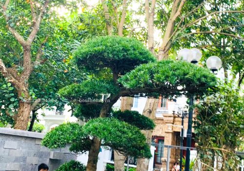 Dự án đang thi công Hoa Lan 3-05 – Vinhomes Riverside